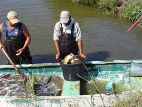 Balta Lehliu Sat 2 (part2)