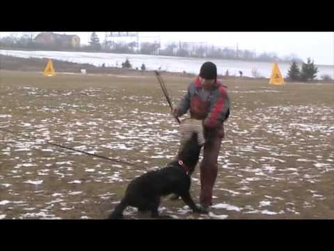 Ackey Levemar - protection 8,5 months old