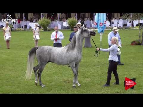 N.86 TU ELNO - Ströhen 2017 C-Show - 4.6 Years Old Stallions (Class 12)