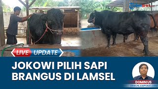 Cerita Pemilik Si Bonbon, Sapi Dibeli Presiden Jokowi untuk Kurban, Sigit Akui Masih Tak Percaya