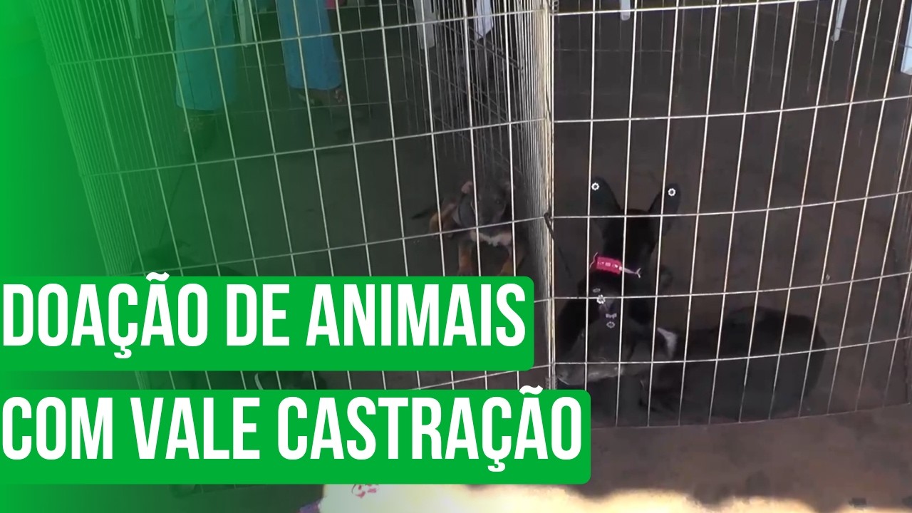 Doação de animais com vale castração