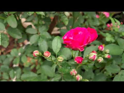 Bunches of Roses#Button Roses#Pink Roses#Garden#Flowers#
