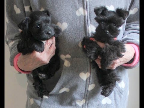 download lagu mp3 mp4 Teacup Schnauzer Puppies For Sale, download lagu Teacup Schnauzer Puppies For Sale gratis, unduh video klip Teacup Schnauzer Puppies For Sale