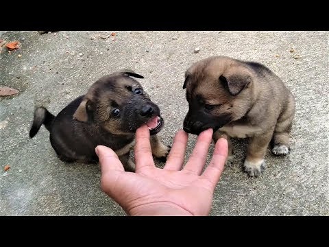 Black Tansu Dog In The Countryside - Black Tansu Dog Play With 7 Newborn Puppies