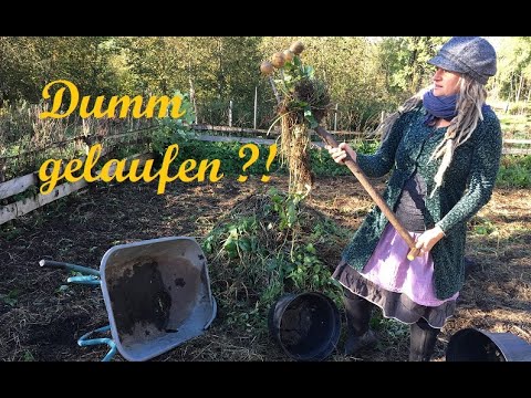 Are we too stupid? Harvesting potatoes in the horrible mulch bed