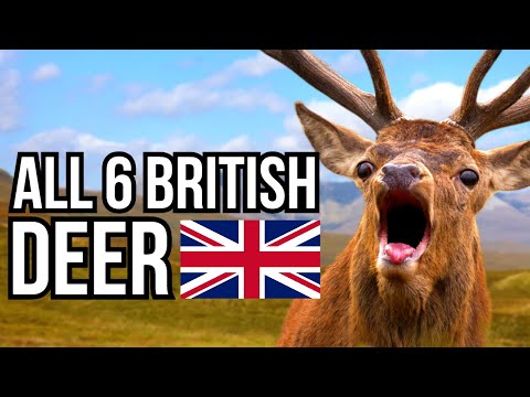 All 6 Species Of Deer That Can Be Found In The UK  - Only 2 Are Native