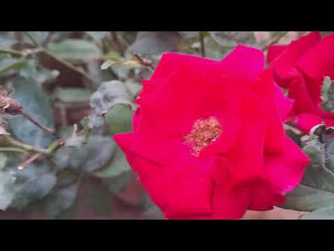 Seven Roses on Single Rose Plant#Dark Pink Roses#Garden#Flowers#