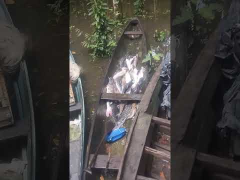 pescaria abençoada em carauari Amazonas