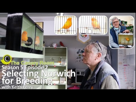 , title : 'The Canary Room - Season 5 ep 2 - Selecting Norwich Canaries for Breeding with Keith Ferry'