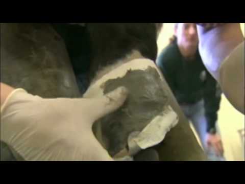 Slide 5 - Equilox Dispensing Gun For 420ml  (video)