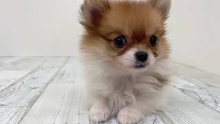 ハーフ犬の動画01