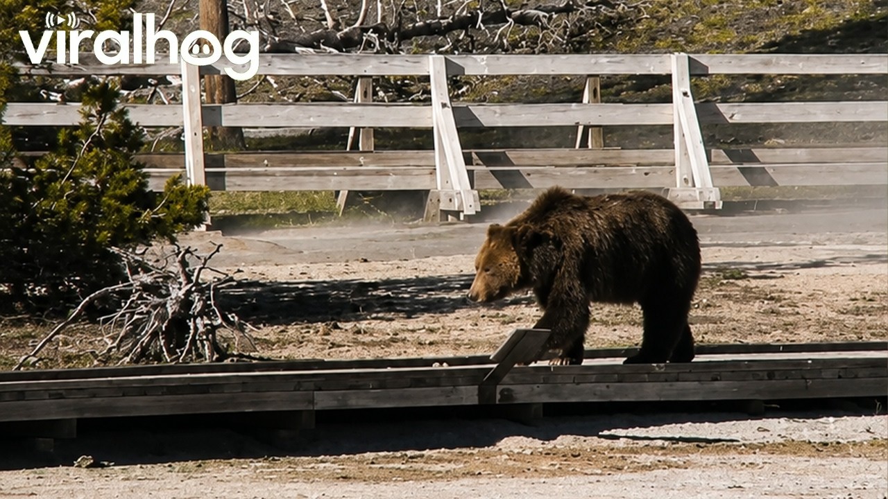 Grizzly Bear Walks Yellowstone Boardwalk || ViralHog