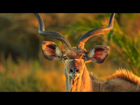 Animales al natural - ANTÍLOPES | Documental de la naturaleza de ÁFRICA HD