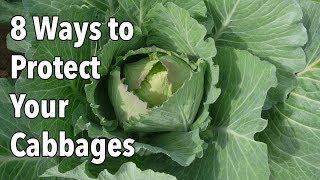 Garden Pests: 8 Ways to Protect Your Cabbages