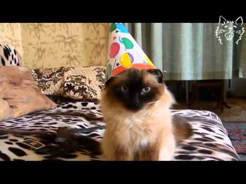 Party Hard Cat