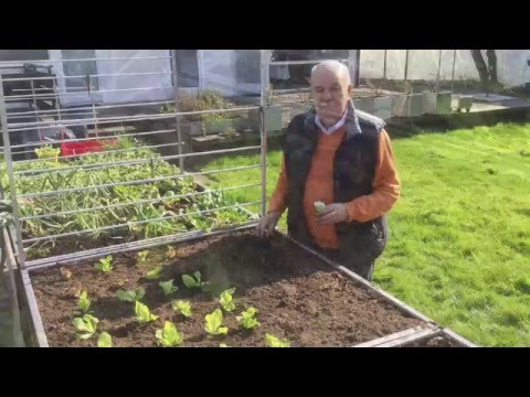Hochbeet-Ernte: Kopfsalat, Lollo & Radieschen anbauen