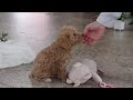 Schnoodle dogs for sale: Ollie - Video 1