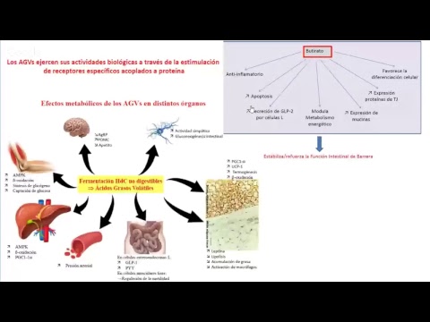 Ayudantía Digestivo - Fisiología II MED