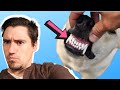 Dog Loose Tooth What To Do And What To Expect