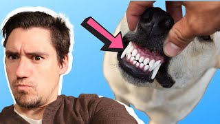 Dog Loose Tooth!  What to do and what to expect.