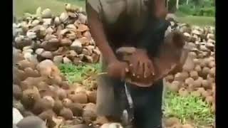 Download lagu Perjuangan petani kopra mp3