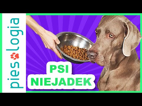 Why doesn't my dog ​​want to eat?