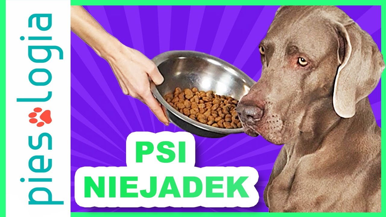 Dlaczego pies nie chce jeść