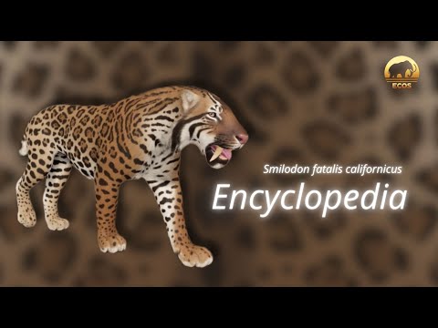 Smilodon fatalis | Encyclopedia - Ecos: La Brea