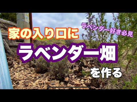 美しいラベンダーの育て方