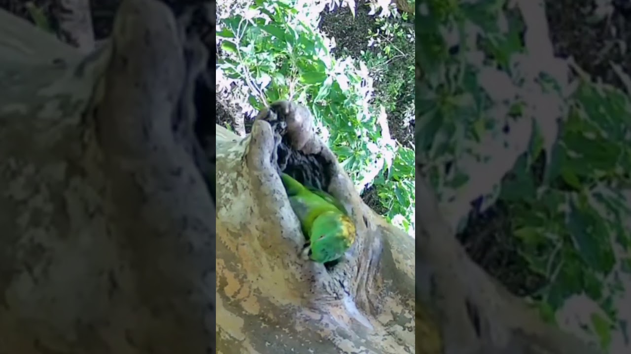 Amazing camera trap footage of wild yellow-naped parrots in Nicaragua #trailcamera #cameratrap