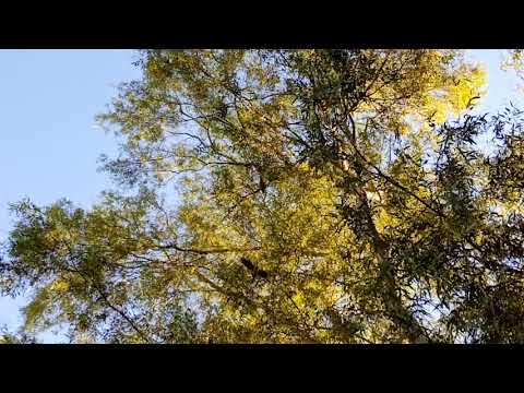 Doogee S60 - Video record sample 3