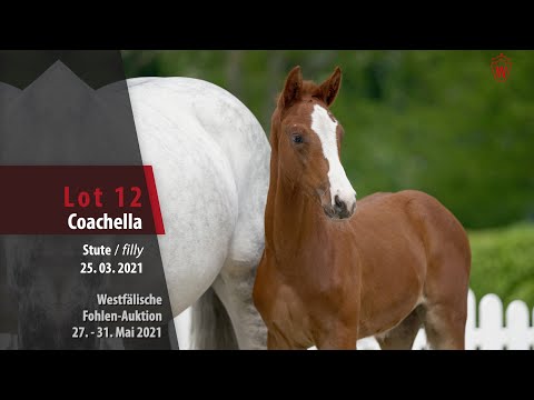 Westfälische Online Auktion-Fohlen Lot 12 Coachella Stute v. Comme il faut NRW - Montender