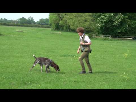 Teaching Recall and Release for young German shorthaired Pointer