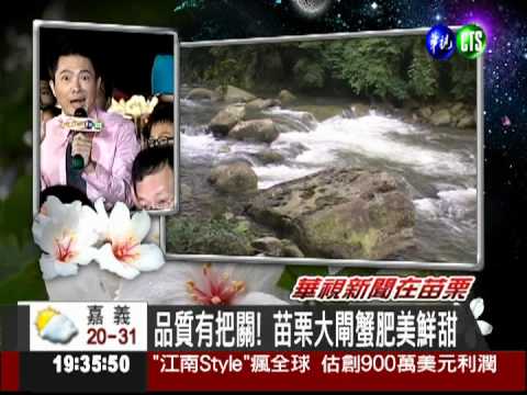 苗栗大閘蟹上市 頭好壯壯活跳跳