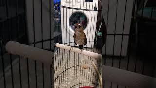 Download lagu Pancing ini jongkangan langsung nyaut mp3