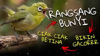 Download lagu Ciak Ciak Kecial Kuning BETINA Ampuh Rangsang BUNYI Bikin Kecial GACORR‼️ mp3