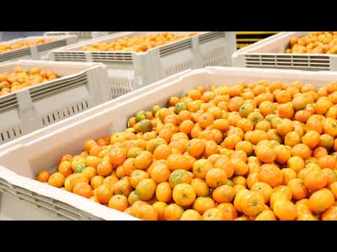 Fresh Produce Technologies Video 2
