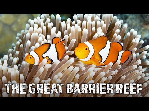 The Great Barrier Reef: A Fragile Paradise | Full HD Documentary