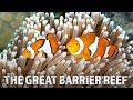 The Great Barrier Reef A Fragile Paradise Full HD Documentary