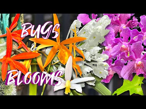 The Best Compact Orchids 👌🏼 Highly Fragrant Mini Vandas!🌸 Bug Pressure on the Patio #ninjaorchids
