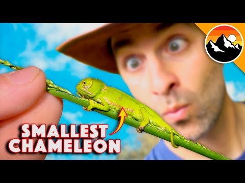 How Big is the TINIEST Chameleon?!