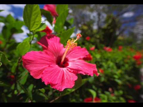 Eu Tambem Quero Beijar  -   Pepeu Gomes