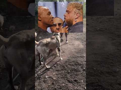 Kangal Vs Angry Pitbull! (🎥 conectacan)