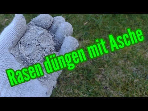 Fertilize lawn with ash Ash fertilizer for lawn care in spring