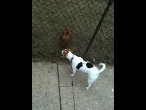 KE$HA : TiK T0K - CRAZY FUNNY SINGING DOGS!