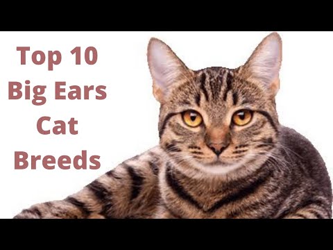 Top 10 Big Ears cats breeds| #cats| #PETSINFO|