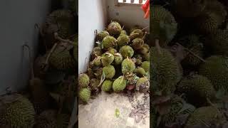 Download lagu Durian Mentah | Proses Belah Duren Mentah mp3