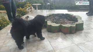 PET OKULU İstanbul Köpek Oteli !