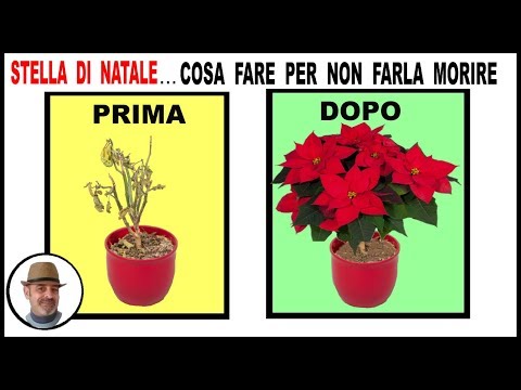 , title : 'STELLA DI NATALE, COSA FARE PER FARLA DURARE TUTTO L'ANNO, Poinsettia, Cultivo de flor de pascua'