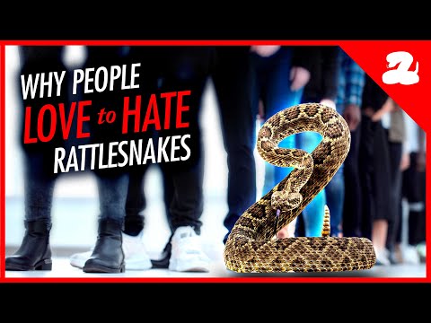 The Truth About Rattlesnakes in Arizona